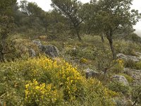 E, Malaga, El Burgo, Sierra de las Nieves 30, Saxifraga-Willem van Kruijsbergen