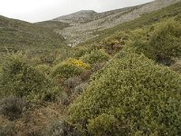 E, Malaga, El Burgo, Sierra de las Nieves 32, Saxifraga-Willem van Kruijsbergen