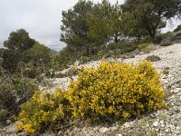 E, Malaga, El Burgo, Sierra de las Nieves 41, Saxifraga-Willem van Kruijsbergen