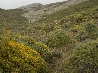 E, Malaga, El Burgo, Sierra de las Nieves 43, Saxifraga-Willem van Kruijsbergen