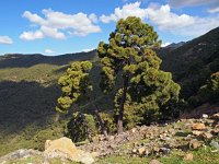 E, Malaga, Ronda, Sierra de las Nievas 1, Saxifraga-Hans Dekker
