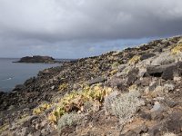 E, Santa Cruz de Tenerife, Buenavista del Norte, Punta Teno 2, Saxifraga-Dirk Hilbers