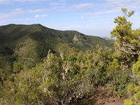 E, Santa Cruz de Tenerife, Los Sillos, Montes del Agua 2, laurel cloud forest, Saxifraga-Dirk Hilbers