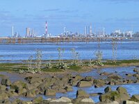 NL, Zeeland, Hulst, Hedwigepolder 10, Saxifraga-Tom Heijnen