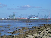 NL, Zeeland, Hulst, Hedwigepolder 11, Saxifraga-Tom Heijnen