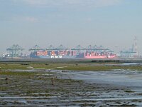 NL, Zeeland, Hulst, Hedwigepolder 7, Saxifraga-Tom Heijnen