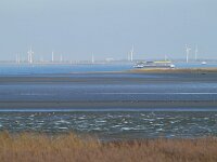 NL, Zeeland, Hulst, Schor van Baalhoek 2, Saxifraga-Tom Heijnen