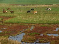 NL, Zeeland, Schouwen-Duiveland, Schelphoek 3, Saxifraga-Foto Fitis-Sytske Dijksen
