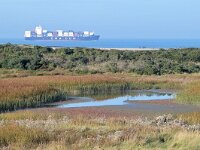 NL, Zeeland, Sluis, Verdronken Zwarte Polder 1, Saxifraga-Tom Heijnen