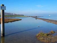 NL, Zeeland, Sluis, Voorland Nummer Een 7, Saxifraga-Tom Heijnen