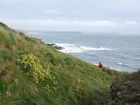 GB, Cornwall, Marazion, SW Coastpath, Michaels Mount 1, Saxifraga-Foto Fitis-Sytske Dijksen