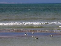 F, Pas-de-Calais, Wissant 37, Saxifraga-Foto Fitis-Sytske Dijksen