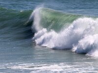 GB, Cornwall, Polzeath, Rumps Point 1, Saxifraga-Foto Fitis- Sytske Dijksen