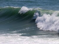 GB, Cornwall, Polzeath, Rumps Point 2, Saxifraga-Foto Fitis- Sytske Dijksen