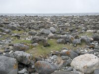 N, Nordland, Andoy, Noss 4, Saxifraga-Willem van Kruijsbergen