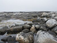 N, Nordland, Andoy, Noss 7, Saxifraga-Willem van Kruijsbergen