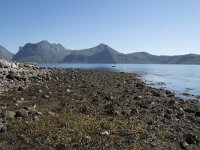 N, Troms, Senja, Skaland 12, Saxifraga-Willem van Kruijsbergen