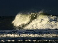 NL, Noord-Holland, Texel, paal 9 20, Saxifraga-Foto Fitis-Sytske Dijksen