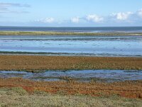 NL, Noord-Holland, Texel, Kwelder de Volharding 13, Saxifraga-Foto Fitis-Sytske Dijksen
