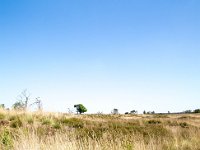 Dry heathland-Droge heide