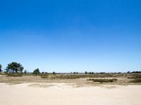 B, Antwerpen, Kalmthout, Kalmthoutse Heide 6, Saxifraga-Bart Vastenhouw