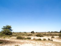 B, Antwerpen, Kalmthout, Kalmthoutse Heide 7, Saxifraga-Bart Vastenhouw