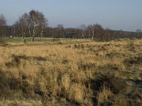 B, Limburg, Meeuwen-Gruitrode, Grote Heide 6, Saxifraga-Jan van der Straaten