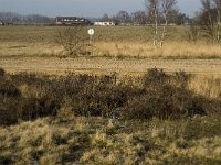 B, Limburg, Meeuwen-Gruitrode, Grote Heide 7, Saxifraga-Jan van der Straaten