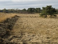 B, Limburg, Neerpelt, Hageven 22, Saxifraga-Jan van der Straaten