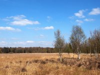 NL, Drenthe, Aa en Hunze, Tweelingen boswachterij 3, Saxifraga-Hans Dekker