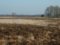 NL, Drenthe, Ruinen, Benderse Heide 1, Saxifraga-Jan van der Straaten