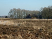 NL, Drenthe, Ruinen, Benderse Heide 5, Saxifraga-Jan van der Straaten