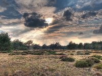 HDR image of open heathland  HDR image of open heathland with forest backdrop : atmosphere, background, beam, beautiful, bright, calm, cloud, countryside, creative nature, environment, field, forest, fresh, grass, green, greens, hdr, heath, heather, heathland, holland, idyllic, landscape, landschap, light, mood, national, natural, nature, nederland, nobody, organic, outdoors, park, path, peace, picturesque, plants, purple, ray, reserve, rudmer zwerver, rural, sand, serene, serenity, sky, stick, summer, sun, sunlight, tree, trees, walks, wood