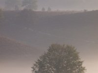 Portrait tree silhouette on hill  Portrait tree silhouette on hill : Netherlands, Posbank, SHADOW, Veluwe, arnhem, biotoop, bomen, boom, bos, buiten, color, creative nature, ecologische, ehs, environment, environmental, feeling, fog, foggy, forest, gelderland, gevoel, habitat, haze, hazy sunlight, heuvel, heuvelig, heuvels, hill, hills, hilly, holland, hoofdstructuur, kleur, landscape, landschap, licht, lighting, mist, mistig, misty, morning, mysterieus, mysterious, mystic, mystical, mystiek, mystieke, nationaal park, national park, natura 2000, natural, nature, nature conservation, nature management, natuur, natuurbeheer, natuurbeleid, natuurbescherming, natuurlijk, natuurlijke, natuurwet, nederland, nevel, nevelig, ochtend, omgeving, outdoor, rudmer zwerver, scenery, schaduw, sereen, serene, silhouette, sunbeam, sunrise, tree, trees, waas, wazig, wit, zonlicht, zonnestraal, zonsopkomst
