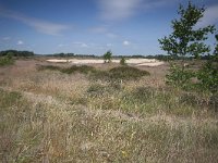 NL, Gelderland, Ede, Wekeromse zand 2, Saxifraga-Jan Nijendijk