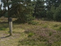 NL, Limburg, Weert, Boshoverheide, grafheuvel 11, Saxifraga-Jan van der Straaten