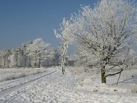 NL, Noord-Brabant, Alphen-Chaam, Strijbeekse Heide 10, Saxifraga-Jan van der Straaten