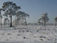 NL, Noord-Brabant, Alphen-Chaam, Strijbeekse Heide 12, Saxifraga-Jan van der Straaten