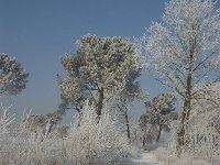 NL, Noord-Brabant, Alphen-Chaam, Strijbeekse Heide 15, Saxifraga-Jan van der Straaten