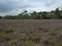 NL, Noord-Brabant, Alphen-Chaam, Strijbeekse Heide 3, Saxifraga-Willem van Kruijsbergen