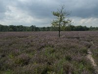 NL, Noord-Brabant, Alphen-Chaam, Strijbeekse Heide 5, Saxifraga-Willem van Kruijsbergen