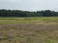 NL, Noord-Brabant, Alphen-Chaam, Strijbeekse Heide 8, Saxifraga-Willem van Kruijsbergen