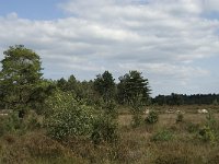 NL, Noord-Brabant, Bladel, Neterselsche Heide 6, Saxifraga-Jan van der Straaten