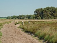 NL, Noord-Brabant, Goirle, Regte Heide 5, Saxifraga-Willem van Kruijsbergen