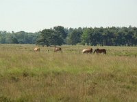 NL, Noord-Brabant, Goirle, Regte Heide 59, Saxifraga-Willem van Kruijsbergen