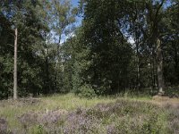 NL, Noord-Brabant, Goirle, Regte Heide 70, Saxifraga-Willem van Kruijsbergen