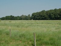 NL, Noord-Brabant, Goirle, Regte Heide, hay meadow 1, Saxifraga-Willem van Kruijsbergen