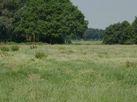 NL, Noord-Brabant, Goirle, Regte Heide, hay meadow 2, Saxifraga-Willem van Kruijsbergen