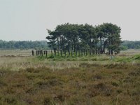 NL, Noord-Brabant, Goirle, Regte Heide, tumulus 2, Saxifraga-Willem van Kruijsbergen