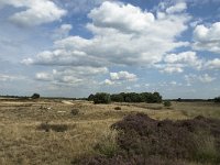 NL, Noord-Brabant, Heeze-Leende, Strabrechtsche Heide 1, Saxifraga-Marijke Verhageni